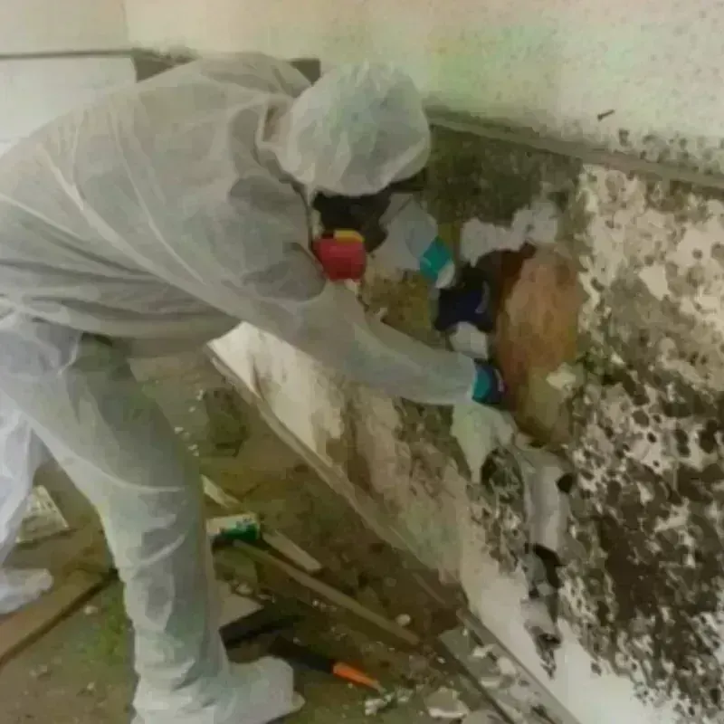 Mold Remediation and Removal in Orcutt, CA